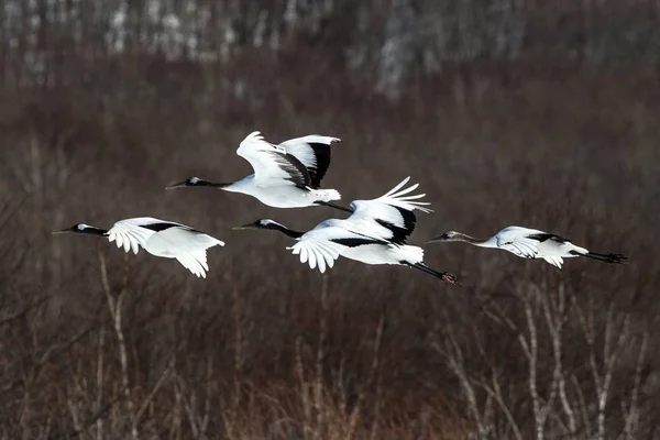 Kırmızı taçlı vinçler (grus japonensis) orman, kış, Hokkaido, Japonya, Japon vinç, güzel mistik ulusal beyaz ve siyah kuşlar, zarif hayvan karşı uzanmış kanatları ile uçuş