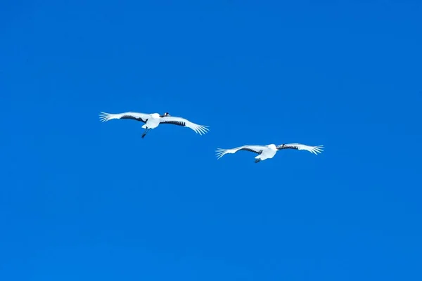 Grúas coronadas rojas (grus japonensis) en vuelo con alas extendidas contra el cielo azul, invierno, Hokkaido, Japón, grúa japonesa, hermosas aves místicas nacionales blancas y negras, animales elegantes — Foto de Stock