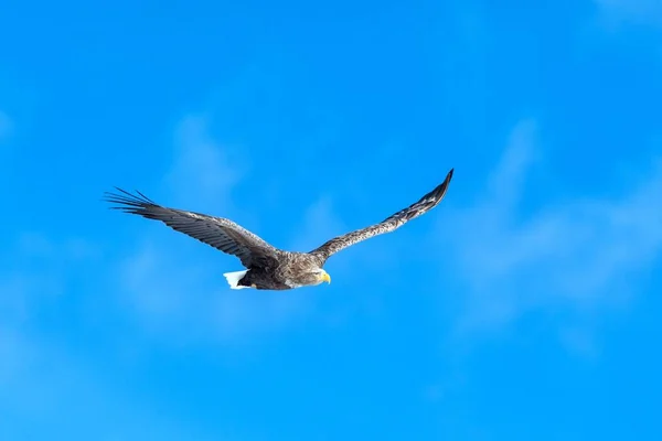 Águia de cauda branca em voo, águia voando contra o céu azul com nuvens em Hokkaido, Japão, silhueta de águia ao nascer do sol, águia marinha majestosa, papel de parede, silhueta isolada de pássaros, birding na Ásia — Fotografia de Stock