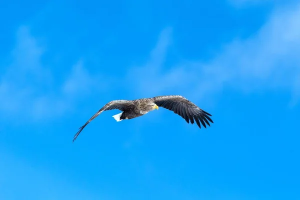 飛行中の白尾ワシ、北海道の雲と青空に向かって飛ぶワシ、日の出時のワシのシルエット、雄大な海ワシ、壁紙、鳥の孤立シルエット、アジアでの鳥 — ストック写真