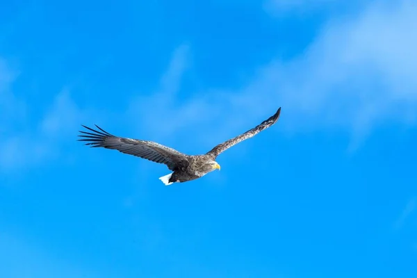 Άσπρος αετός εν πτήσει, αετός που πετά κατά του γαλάζιου ουρανού με σύννεφα στο Hokkaido, Ιαπωνία, σιλουέτα αετού κατά την ανατολή, μεγαλοπρεπής αετός, ταπετσαρία, απομονωμένη σιλουέτα πουλιών, παρατήρηση πουλιών στην Ασία — Φωτογραφία Αρχείου
