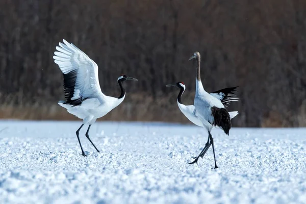 Tančící Rudí Korunní Jeřáby Grus Japonensis Otevřenými Křídly Zasněžené Louce Stock Fotografie