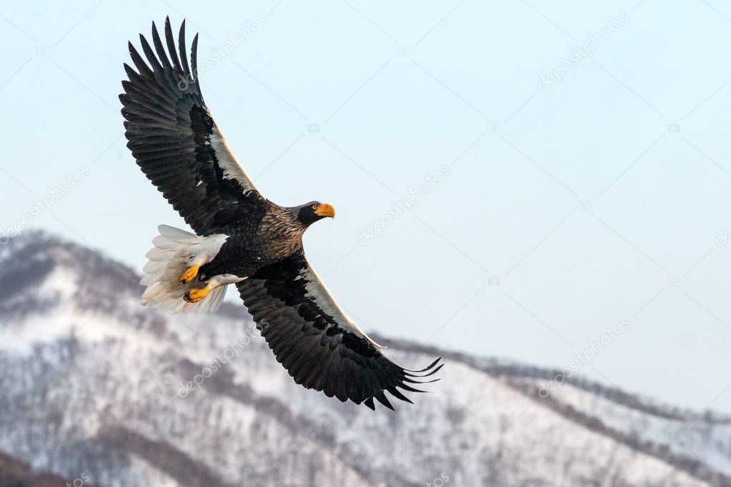 White-tailed eagle flying in front of winter mountains scenery in Hokkaido, Bird silhouette. Beautiful nature scenery in winter. Mountain covered by snow, glacier, birding in Asia, wallpaper,Japan