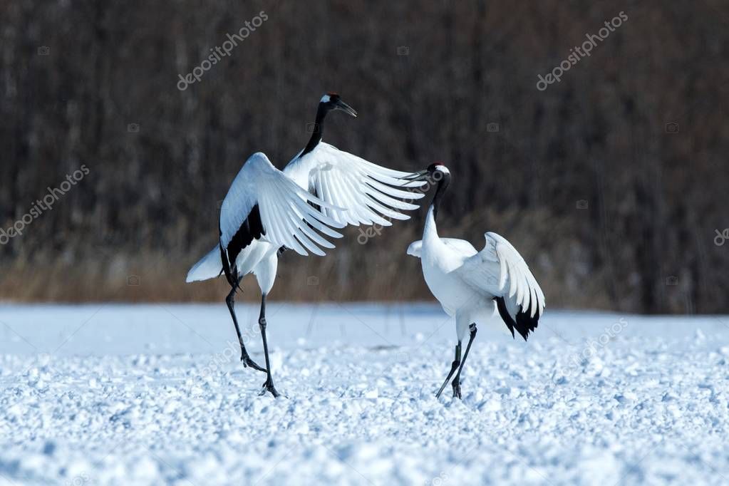 Burger & Lobster, Bond Street, London | Furniture Fusion