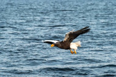 Gün doğumunda denizden balık avlayan steller'ın deniz kartalı,Hokkaido, Japonya, su yüzeyinden balık yakalamayı amaçlayan büyük pençeleri olan görkemli deniz kartalı, vahşi yaşam sahnesi, kuş macerası, duvar kağıdı