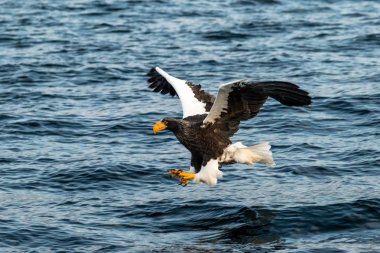 Gün doğumunda denizden balık avlayan steller'ın deniz kartalı,Hokkaido, Japonya, su yüzeyinden balık yakalamayı amaçlayan büyük pençeleri olan görkemli deniz kartalı, vahşi yaşam sahnesi, kuş macerası, duvar kağıdı