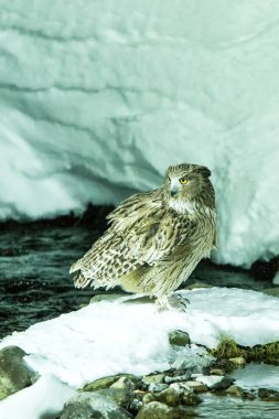 Blakiston balık baykuşu, soğuk su deresinde balık avlanması, Hokkaido'nun eşsiz doğal güzelliği, Japonya, Asya'da kuş macerası, kış sahnesinde büyük balıkçı kuşu, yaban hayatı, nesli tükenmekte olan türler