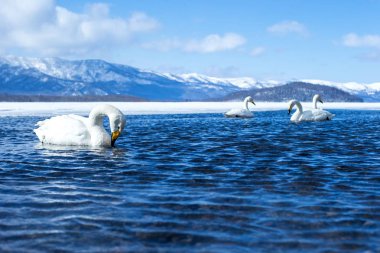 Whooper Swan ya da Cygnus cygnus kışın Akan Ulusal Parkı 'nda Kussharo Gölü' nde yüzer, Hokkaido, Japonya, karla kaplı dağlar, Asya 'da kuş macerası, zarif kraliyet kuşları