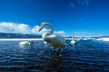 Whooper Swan ya da Cygnus cygnus kışın Akan Ulusal Parkı 'nda Kussharo Gölü' nde yüzer, Hokkaido, Japonya, karla kaplı dağlar, Asya 'da kuş macerası, zarif kraliyet kuşları