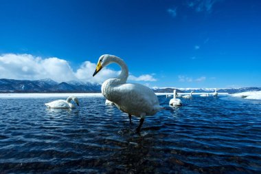 Whooper Swan or Cygnus cygnus swimming on Lake Kussharo in Winter at Akan National Park,Hokkaido,Japan, mountains covered by snow in background,birding adventure in Asia,beautiful elegant royal birds clipart