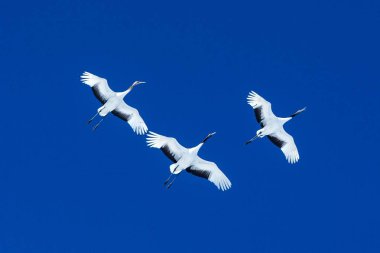 Kırmızı taçlı vinçler (grus japonensis) mavi gökyüzü, kış, Hokkaido, Japonya, Japon vinç, güzel mistik ulusal beyaz ve siyah kuşlar, zarif hayvan karşı uzanmış kanatları ile uçuş