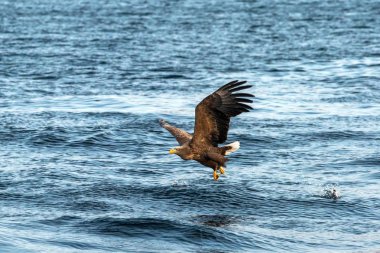 White-tailed eagle in flight, eagle trying to catch fish from the water in Hokkaido, Japan, majestic eagle with ocean in background, majestic sea eagle, exotic birding in Asia,wallpaper