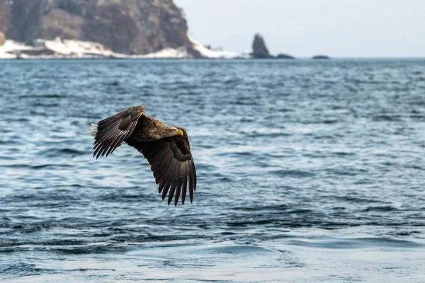 Águila de cola blanca en vuelo, majestuosa águila con un pez que acaba de ser arrancado del agua en Hokkaido, Japón, águila con acantilados en el fondo, observación de aves exóticas en Asia, papel pintado — Foto de Stock