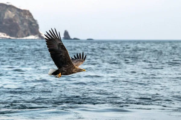 飛行中の白尾ワシ、北海道の水から摘み取られたばかりの魚と雄大なワシ、背景に崖があるワシ、アジアのエキゾチックな鳥、壁紙 — ストック写真