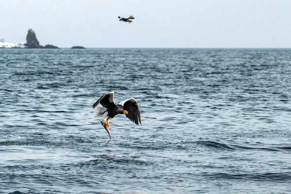 Águila de mar de Steller en vuelo, águila con un pez que acaba de ser arrancado del agua en Hokkaido, Japón, águila con un pez vuela sobre un mar, majestuoso águila de mar, observación de aves exóticas en Asia — Foto de Stock