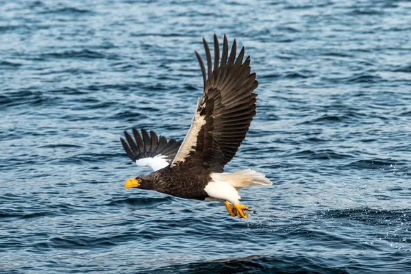 Águila de mar de Steller en vuelo, águila con un pez que acaba de ser arrancado del agua en Hokkaido, Japón, águila con un pez vuela sobre un mar, majestuoso águila de mar, observación de aves exóticas en Asia — Foto de Stock