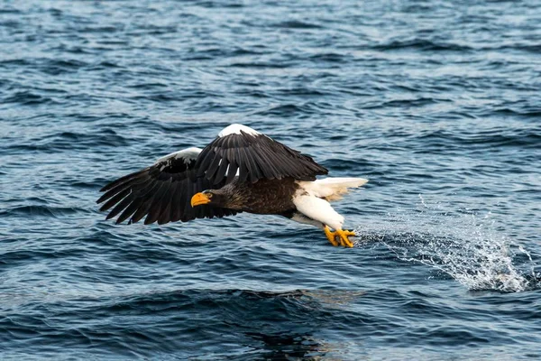 Seeadler im Flug, Adler mit einem Fisch, der gerade im Hokkaido aus dem Wasser gezogen wurde, Japan, Adler mit einem Fisch, der über einem Meer fliegt, majestätischer Seeadler, exotische Vögel in Asien — Stockfoto