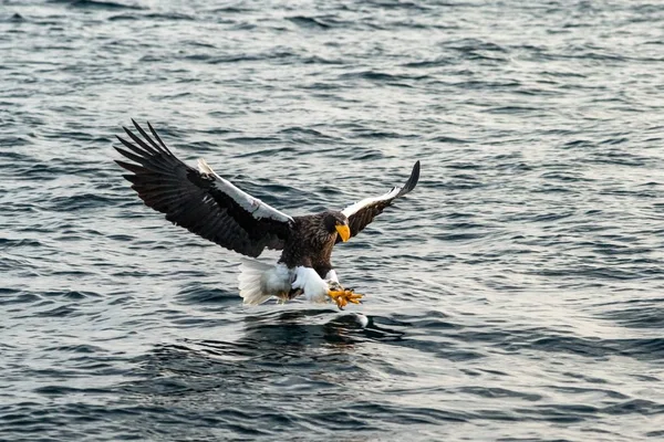 Águila marina de Steller en vuelo cazando peces desde el mar al amanecer, Hokkaido, Japón, majestuoso águila marina con grandes garras con el objetivo de atrapar peces de la superficie del agua, escena de la vida silvestre, aventura de observación de aves, papel pintado — Foto de Stock