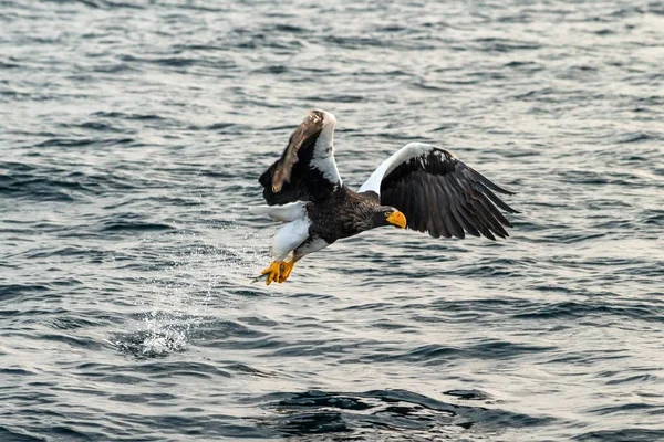 Águila de mar de Steller en vuelo, águila con un pez que acaba de ser arrancado del agua en Hokkaido, Japón, águila con un pez vuela sobre un mar, majestuoso águila de mar, observación de aves exóticas en Asia — Foto de Stock