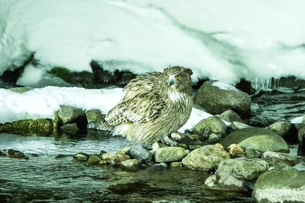 Blakiston\'s fish owl, bird hunting in fish in cold water creek,  unique natural beauty of Hokkaido, Japan, birding adventure in Asia, big fishing bird in winter scene, wildlife, endangered species