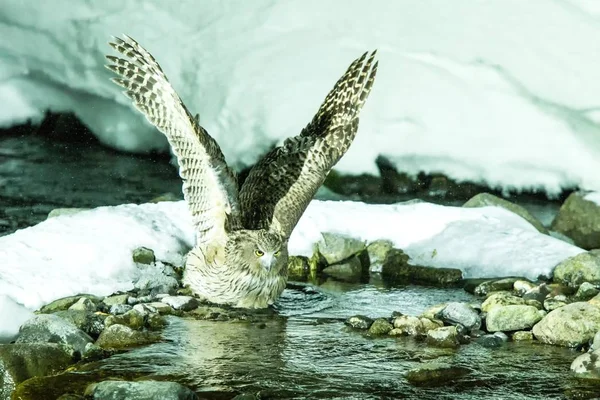 Blakiston\'s fish owl, bird hunting in fish in cold water creek,  unique natural beauty of Hokkaido, Japan, birding adventure in Asia, big fishing bird in winter scene, wildlife, endangered species