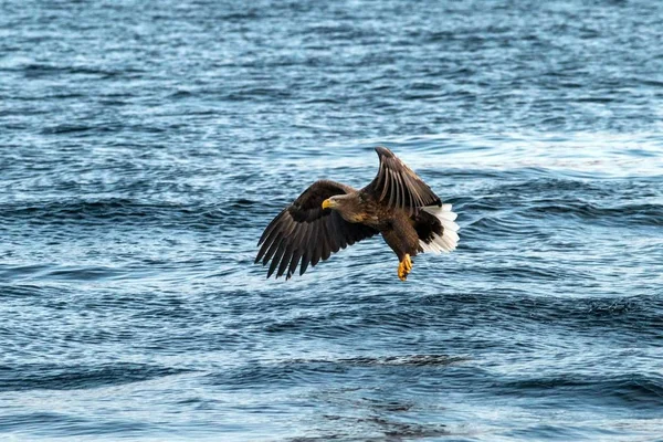 Águila de cola blanca en vuelo, águila tratando de atrapar peces del agua en Hokkaido, Japón, majestuoso águila con el océano en el fondo, majestuoso águila marina, observación de aves exóticas en Asia, papel pintado — Foto de Stock
