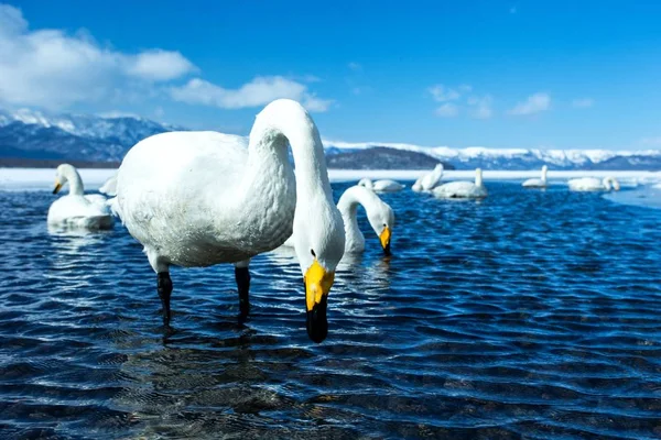 Whooper Swan or Cygnus cygnus swimming on Lake Kussharo in Winter at Akan National Park, Hokkaido, Japan, mountains covered by snow in background, birding adventure in Asia, beautiful elegant royal birds — стоковое фото