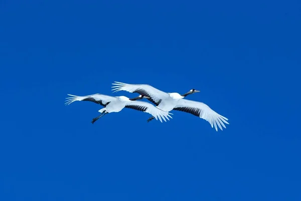 Guindastes coroados vermelhos (grus japonensis) em voo com asas estendidas contra o céu azul, inverno, Hokkaido, Japão, guindaste japonês, belos pássaros brancos e pretos nacionais místicos, animal elegante — Fotografia de Stock