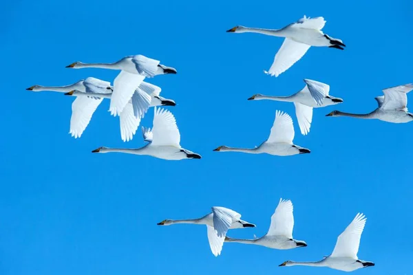 Rebanho de cisnes whooper (Cygnus cygnus) em voo com asas estendidas contra o céu azul, inverno, Hokkaido, Japão, belas aves brancas reais voando, animal elegante, aves exóticas na Ásia — Fotografia de Stock