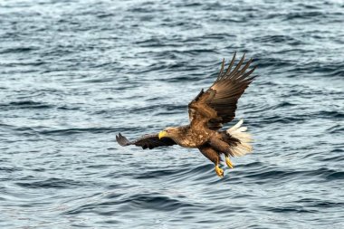 Beyaz kuyruklu kartal denizden uçan balık avlıyor, Hokkaido, Japonya, Haliaeetus albicilla, büyük pençeli görkemli deniz kartalı su yüzeyinden balık yakalamayı hedefliyor, vahşi yaşam sahnesi, Asya 'da kuş avcılığı.