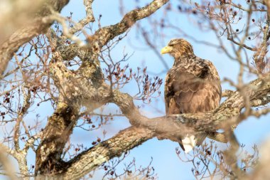 Beyaz kuyruklu kartal, Haliaeetus albicilla, Hokkaido, Japonya 'da ağaçta oturuyor, kış zamanı, dallara tüneyen yırtıcı kuş, Asya' da güzel hayvan, egzotik kuş, macera 