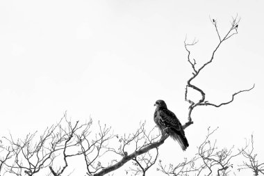 Kırmızı uçurtma, milvus milvus, Hokkaido ağaç üzerinde oturan, Japonya, kış aylarında, dal üzerinde perching raptor, yırtıcı izole kuş, güzel hayvan, Asya'da egzotik kuş, macera gezisi