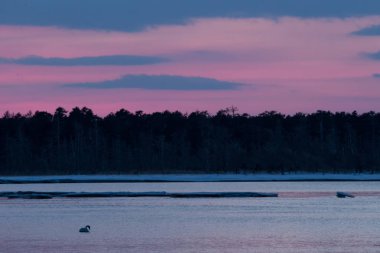 Whooper Swan veya Cygnus cygnus kışın gölde yüzer. 