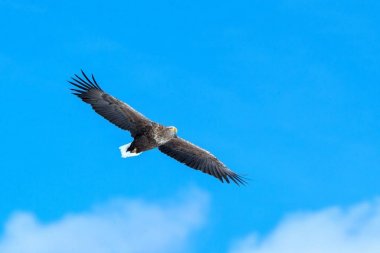 Uçan beyaz kuyruklu kartal, Hokkaido, Japonya 'da bulutlarla mavi gökyüzüne uçan kartal, gündoğumunda kartal silueti, görkemli deniz kartalı, duvar kağıdı, kuş izole edilmiş siluet, Asya' da kuşçuluk