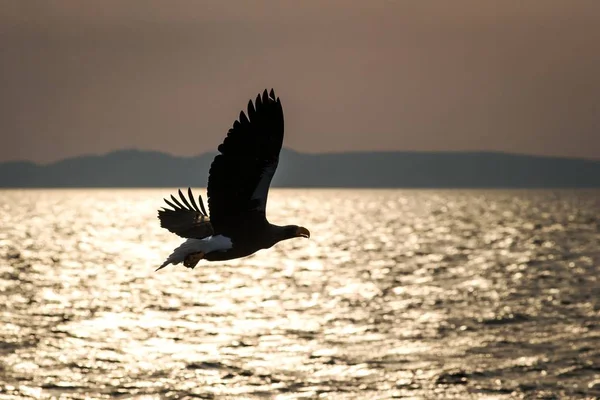 Vitstjärtad örn under flygning, örn som flyger mot rosa himmel i Hokkaido, Japan, örnsiluett vid soluppgången, majestätisk havsörn, djurliv scen, tapet, fågel med utsträckta vingar, Asien — Stockfoto