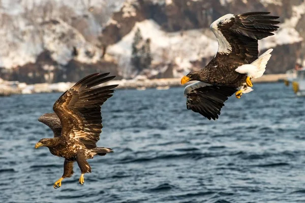 Águia de cauda branca e águia-do-mar de Steller em peixes de caça de voo do mar, Hokkaido, Japão, répteis majestosos com garras grandes com o objetivo de pegar peixes do mar, cena da vida selvagem da natureza, aventura exótica — Fotografia de Stock