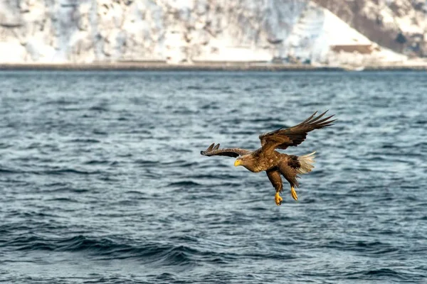 Seeadler im Flug, Jagd auf Fische aus dem Meer, Hokkaido, Japan, Heilbutt albicilla, majestätischer Seeadler mit großen Krallen, die darauf abzielen, Fische von der Wasseroberfläche zu fangen, Tierwelt, Vogelbeobachtung in Asien — Stockfoto