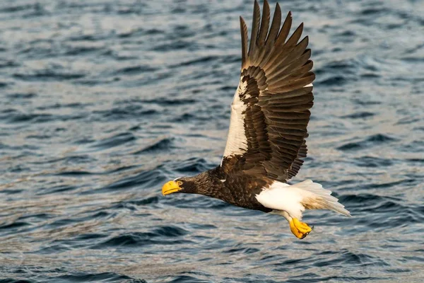 Steller s havørn i flugt jagt fisk fra havet, Hokkaido, Japan, Haliaeetus albicilla, majestætiske havørn med store kløer til formål at fange fisk fra vandoverfladen, dyreliv scene, fugle i Asien - Stock-foto