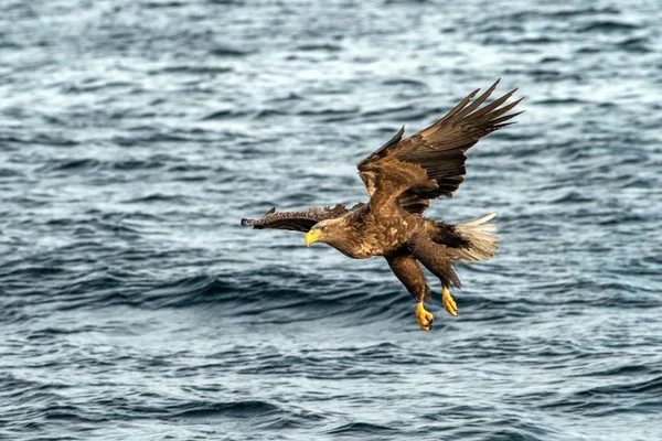 Águila de cola blanca en vuelo cazando peces del mar, Hokkaido, Japón, Haliaeetus albicilla, majestuoso águila marina con grandes garras con el objetivo de atrapar peces de la superficie del agua, escena de la vida silvestre, observación de aves en Asia — Foto de Stock