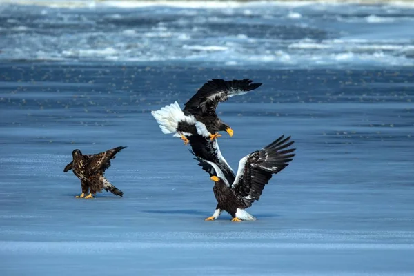 Two Steller's sea eagles fighting over fish, Hokkaido, Japan, majestic sea raptors with big claws and beaks, wildlife scene from nature,birding adventure in Asia,clean background,birds in fight — Stock Photo, Image