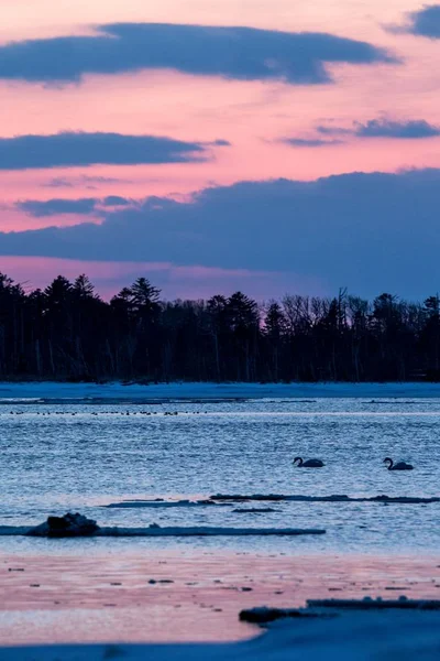 Whooper Swan or Cygnus cygnus swimming on Lake in Winter during magical colorful sunset,Hokkaido,Japan, fairytale, swan lake, wallpaper, birding adventure in Asia,beautiful elegant royal bird