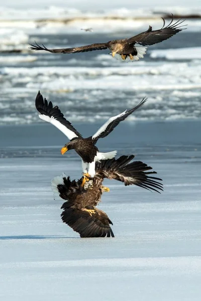 Steller's sea eagle and white-tailed eagle fighting over fish, Hokkaido, Japan, majestic sea raptors with big claws and beaks, wildlife scene from nature,birding adventure in Asia,birds in fight — Stock Photo, Image