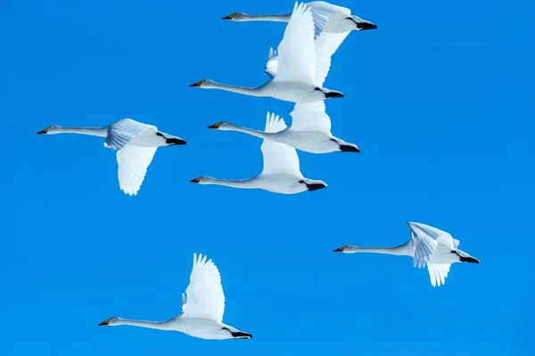 Rebanho de cisnes whooper (Cygnus cygnus) em voo com asas estendidas contra o céu azul, inverno, Hokkaido, Japão, belas aves brancas reais voando, animal elegante, aves exóticas na Ásia — Fotografia de Stock