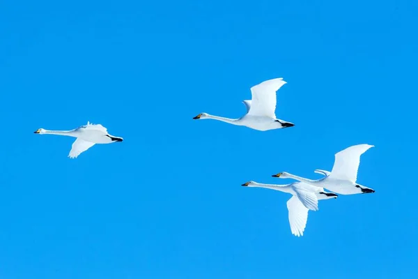 Rebanho de cisnes whooper (Cygnus cygnus) em voo com asas estendidas contra o céu azul, inverno, Hokkaido, Japão, belas aves brancas reais voando, animal elegante, aves exóticas na Ásia — Fotografia de Stock