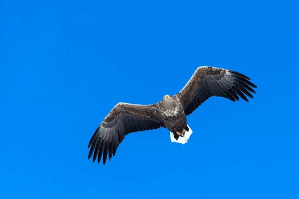 飛行中の白尾ワシ、北海道の雲と青空に向かって飛ぶワシ、日の出時のワシのシルエット、雄大な海ワシ、壁紙、鳥の孤立シルエット、アジアでの鳥 — ストック写真