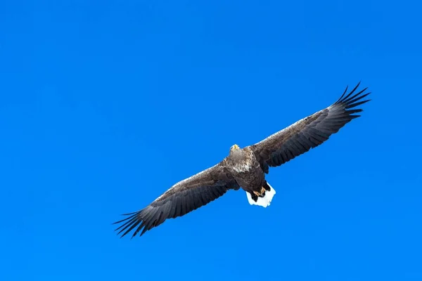 Fehér farkú sas repül, sas repül a kék ég felé a felhők Hokkaido, Japán, sziluett sas napkeltekor, fenséges tengeri sas, tapéta, madár elszigetelt sziluett, madarak Ázsiában — Stock Fotó