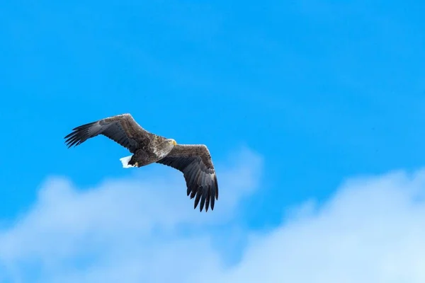 Άσπρος αετός εν πτήσει, αετός που πετά κατά του γαλάζιου ουρανού με σύννεφα στο Hokkaido, Ιαπωνία, σιλουέτα αετού κατά την ανατολή, μεγαλοπρεπής αετός, ταπετσαρία, απομονωμένη σιλουέτα πουλιών, παρατήρηση πουλιών στην Ασία — Φωτογραφία Αρχείου