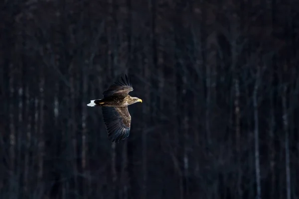 Águila de cola blanca en vuelo, águila volando contra el bosque oscuro en Hokkaido, Japón, silueta de águila al amanecer, majestuoso águila marina, papel pintado, silueta aislada de aves, observación de aves en Asia —  Fotos de Stock