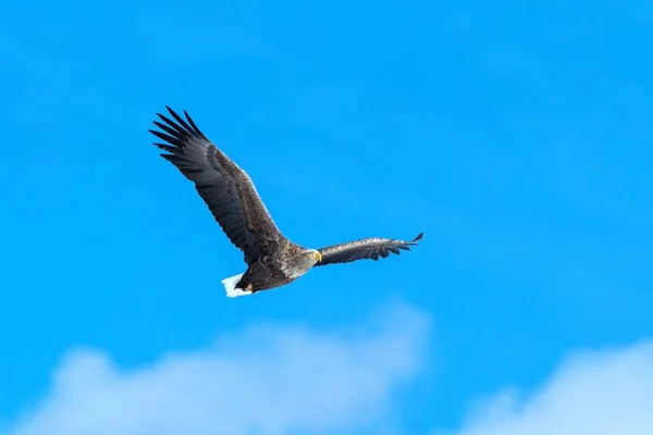 飛行中の白尾ワシ、北海道の雲と青空に向かって飛ぶワシ、日の出時のワシのシルエット、雄大な海ワシ、壁紙、鳥の孤立シルエット、アジアでの鳥 — ストック写真