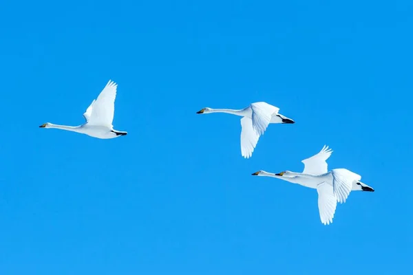 Hejno švábských Labutí (Cygnus Cygnus) v letu s roztaženými křídly proti modrému nebi, zimě, Hokkaido, Japonsku, krásným královským bílým ptákům létání, elegantnímu zvířeti, exotickému biringu v Asii Royalty Free Stock Fotografie
